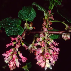 Ribes malvaceum, Santa Barbara Botanic Garden