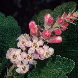 Ribes malvaceum, meadow, Santa Barbara Botanic Garden