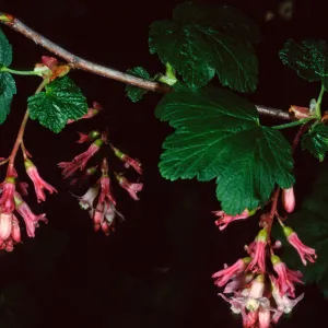 Ribes malvaceum, Santa Barbara Botanic Garden