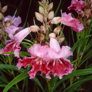 Chilopis linearis, Desert Section, Santa Barbara Botanic Garden