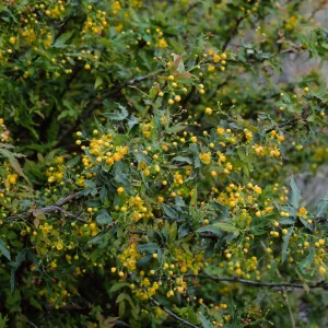 Berberis nevinii, Northwest end of meadow, Santa Barbara Botanic Garden