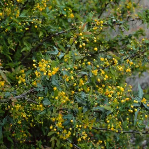 Berberis nevinii, Northwest end of meadow, Santa Barbara Botanic Garden