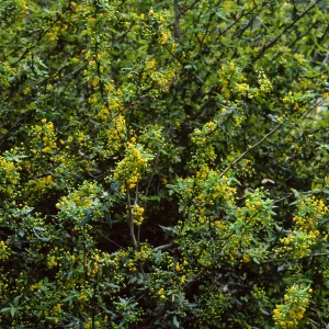 Berberis nevinii, Northwest end of meadow, Santa Barbara Botanic Garden