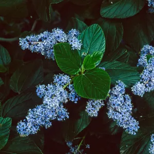 Ceanothus arboreus, Santa Barbara Botanic Garden