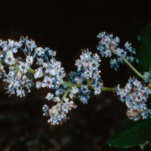 Ceanothus arboreus, Santa Barbara Botanic Garden
