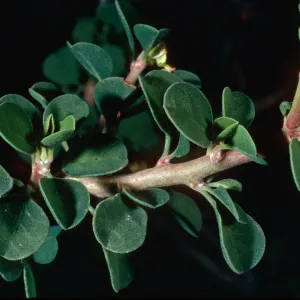 Euphorbia misera, Island Section, Santa Barbara Botanic Garden