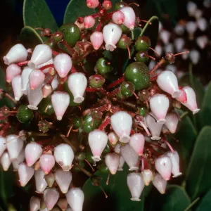 Arctostaphylos insularis ‘Canyon Sparkles’, Acc# 80-179 A, Grid I- 30, Arroyo Section, Santa Barbara Botanic Garden