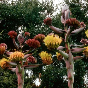 Agave shawii, Desert Section, Santa Barbara Botanic Garden