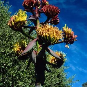 Agave shawii, Santa Barbara Botanic Garden