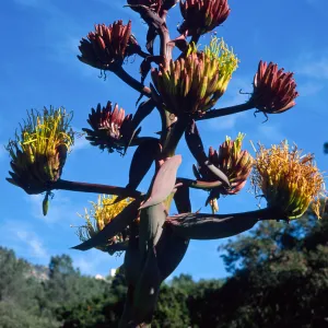 Agave shawii, Santa Barbara Botanic Garden