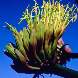 Agave shawii, Santa Barbara Botanic Garden