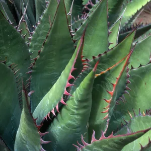 Agave shawii, Desert Section, Santa Barbara Botanic Garden