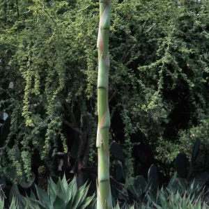 Agave shawii, Desert Section, Santa Barbara Botanic Garden