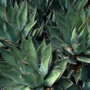 Agave shawii, Desert Section, Santa Barbara Botanic Garden