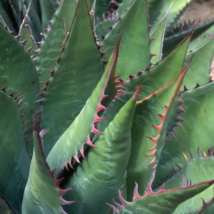 Agave shawii, Desert Section, Santa Barbara Botanic Garden