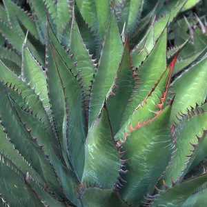 Agave shawii, Desert Section, Santa Barbara Botanic Garden