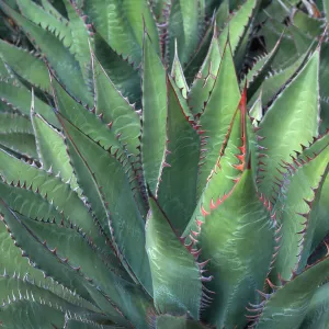 Agave shawii, Desert Section, Santa Barbara Botanic Garden