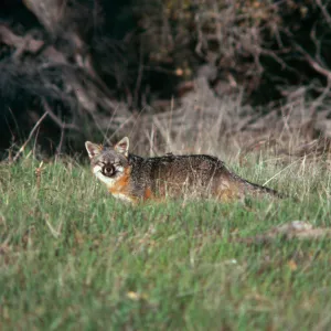 Island Fox, El Tigre, Santa Cruz Island