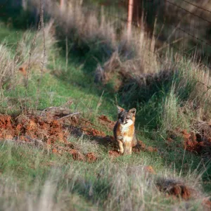 Island Fox, South Ridge Road, Santa Cruz Island