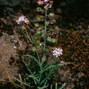 Thysanocarpus conchuliferus, upper West fork, Orizaba Canyon, Santa Cruz Island