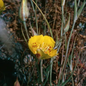 Calochortus luteus, road to Coches Prietos, Santa Cruz Island