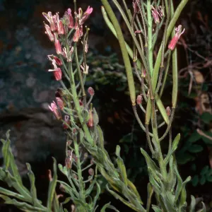 Arabis, North of Buena Vista, Santa Cruz Island