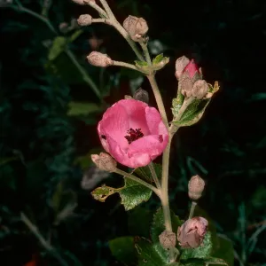 Malacothamnus, Christy Ranch, Santa Cruz Island