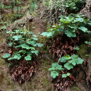 Heuchera maxima, West of Embudo Canyon, Santa Cruz Island