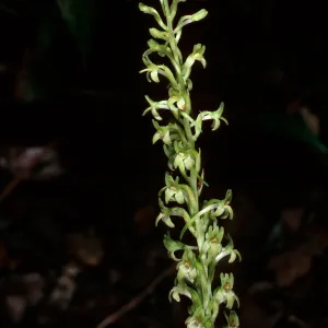 Habenaria, Islay Canyon, Ironwoods, Santa Cruz Island