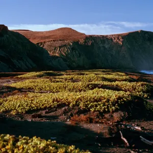 Abronia maritima, early morning, Christy Beach, Santa Cruz Island