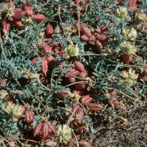 Astragalus miguelensis, Forneys Cove, Santa Cruz Island
