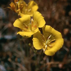 Calochortus luteus, road to Coches Prietos, Santa Cruz Island