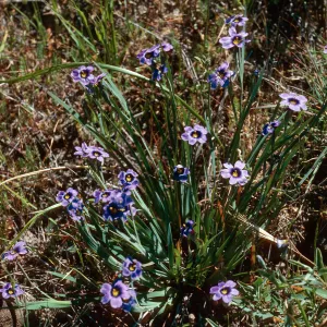 Sisyrinchium bellum, Sauces Canyon, Santa Cruz Island