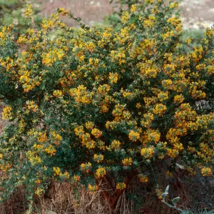 Lotus dendroideus, China Pines, Santa Cruz Island