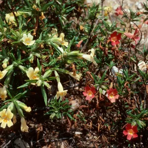 Mimulus longiflorus x flemingii, Mimulus longiflorus, above Cañada Larga, Santa Cruz Island