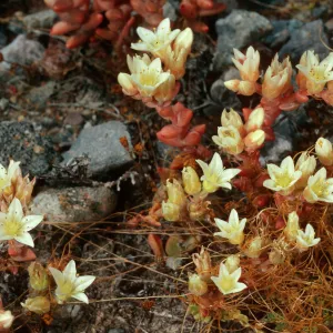 Dudleya nesiotica, Fraser Point, Santa Cruz Island