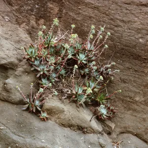 Dudleya greenei, East of Twin Harbor, Santa Cruz Island