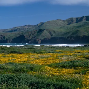 Lasthenia, Christy Beach, North end, Santa Cruz Island