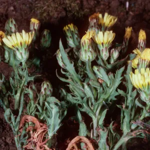 Malacothrix squalida, Middle Anacapa Island