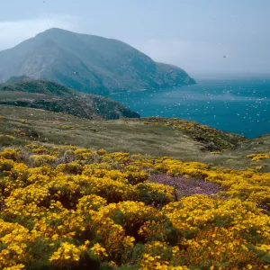 Coreopsis, Dichelostemma, just East of Sheep Camp, Middle Anacapa Island