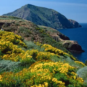 Coreopsis gigantea, looking West, Middle Anacapa Island