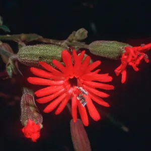 Silene laciniata, Sheep Camp, Middle Anacapa Island