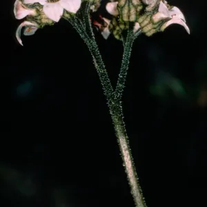 Jepsonia malvifolia, by airport, Catalina Island, duplicate