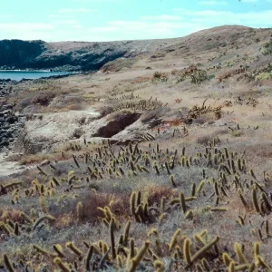 Eel Cove, West side, San Clemente Island
