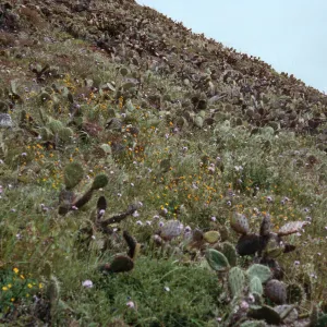 Maritime Scrub, Eel Point grade, San Clemente Island