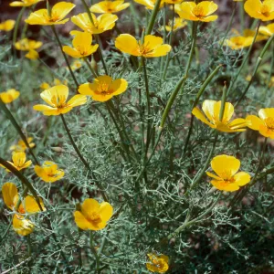 Eschscholzia ramosa, San Clemente Island