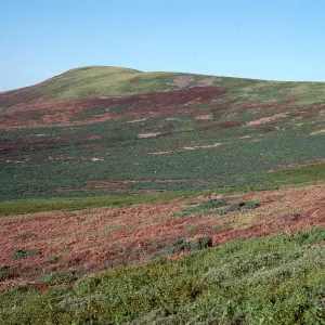 West side of island, looking to N-E, towards North peak, Santa Barbara Island