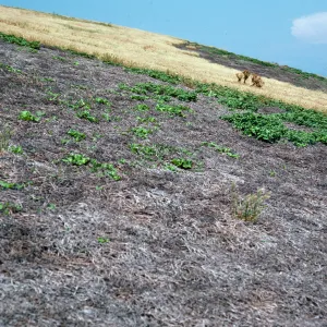 Mesembryanthemum crystallinum, Southeast side of North Peak, Santa Barbara Island