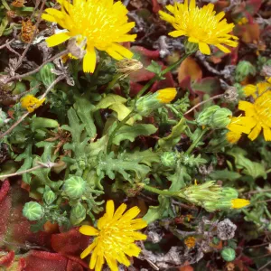 Malacothrix, head of Cliff Canyon, Santa Barbara Island