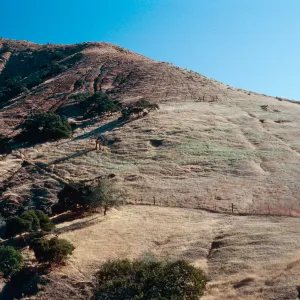 sheep damage in Ram Canyon, North fork of Cañada Larga, Santa Cruz Island